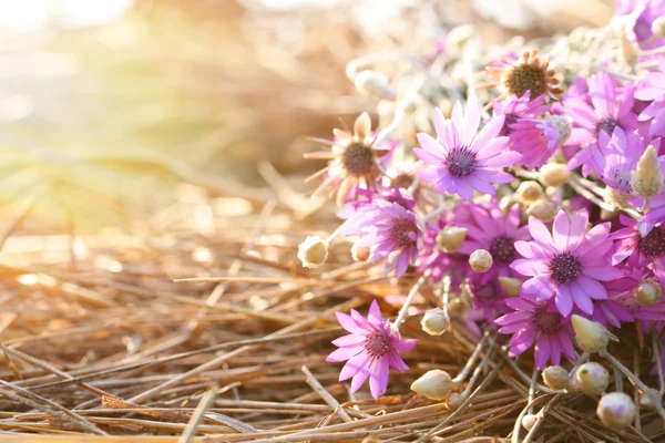 밀 짚 클로즈업에 아름 다운 야생 꽃 — 스톡 사진
