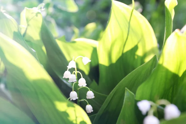 Beautiful lilies of valley outdoors — Stock Photo, Image