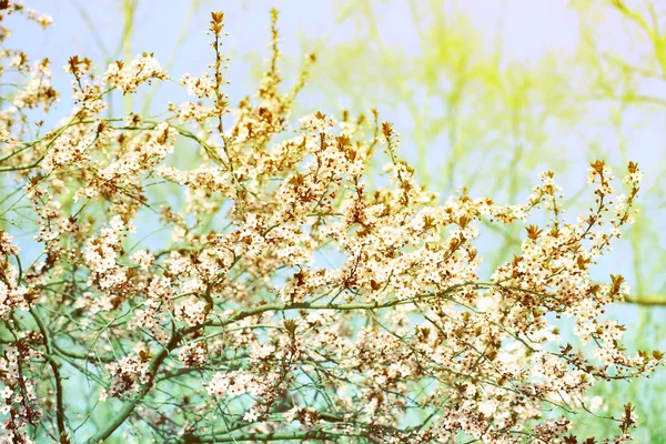 Kersenbloesem over wazig aard achtergrond, close-up — Stockfoto