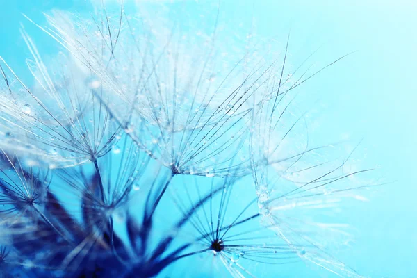 Beautiful dandelion with seeds — Stock Photo, Image