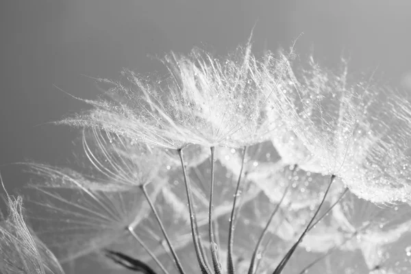 Beautiful dandelion with seeds — Stock Photo, Image