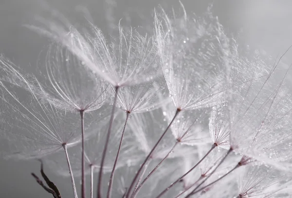 Beautiful dandelion with seeds — Stock Photo, Image