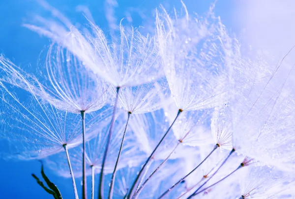 Beautiful dandelion with seeds — Stock Photo, Image