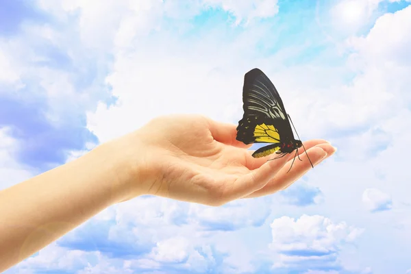 Human hand with butterfly on sky background — Stockfoto