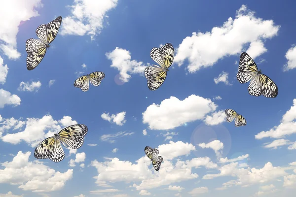 Schöne Schmetterlinge am Himmel Hintergrund — Stockfoto