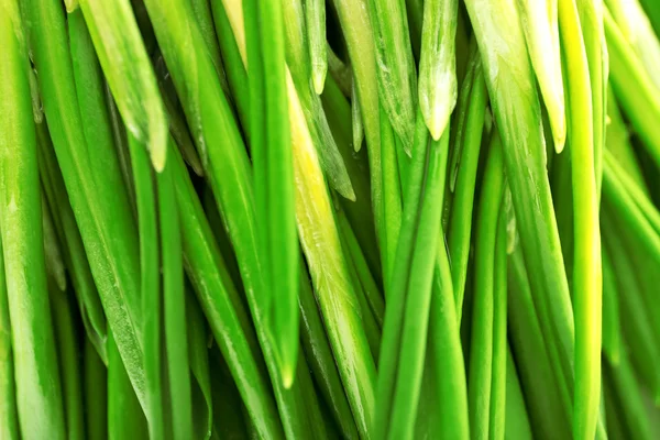 Alho-porro selvagem, vista macro — Fotografia de Stock