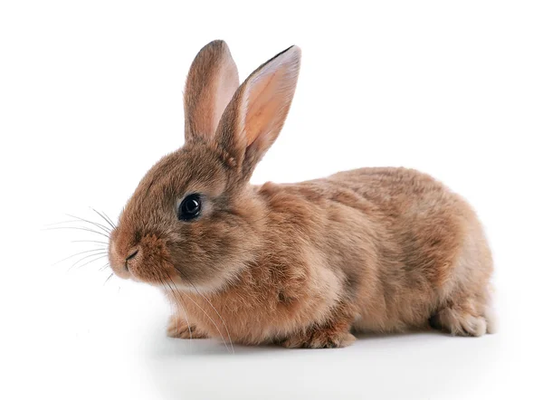 Petit lapin isolé sur blanc — Photo