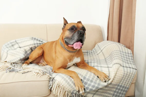 Aranyos kutya feküdt a kanapén, otthon belső háttér — Stock Fotó