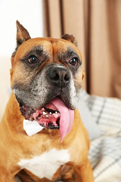 Cute dog sitting on sofa — Stock Photo, Image