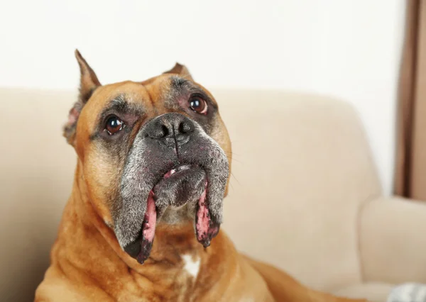 Cane carino sdraiato sul divano, sullo sfondo interno di casa — Foto Stock