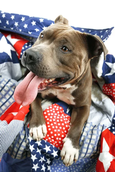 Leuke hond liggend op de Bank — Stockfoto