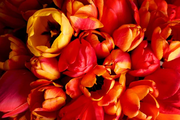 Beautiful bouquet of tulips close up — Stock Photo, Image