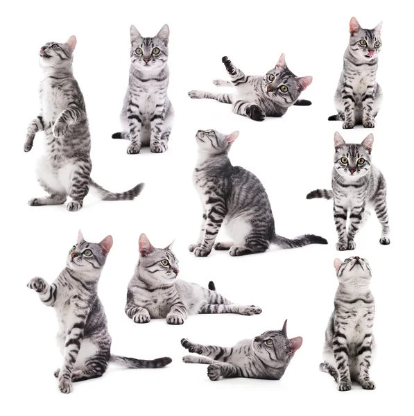 Collage of beautiful grey cat isolated on white Royalty Free Stock Images