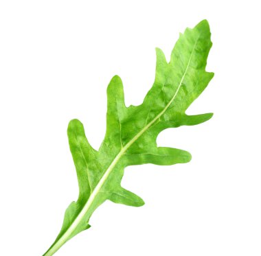 Yeşil roka yaprağı beyaza izole edilmiş.