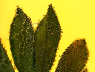 Yaprak su kabarcıkları ile yakın çekim