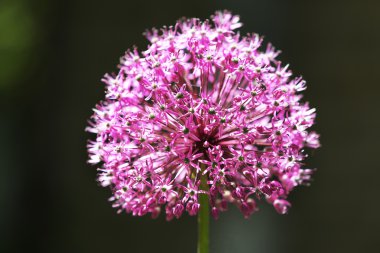 Bulanık arkaplanda mor çiçek