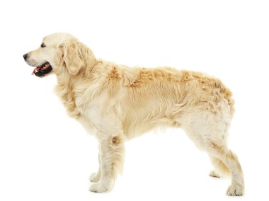 şirin labrador beyaz izole