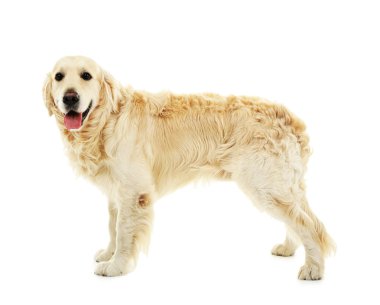 şirin labrador beyaz izole