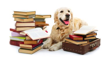 labrador yığın üzerinde beyaz izole kitap ile portresi