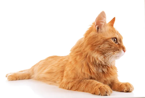 Retrato de gato rojo aislado sobre blanco — Foto de Stock