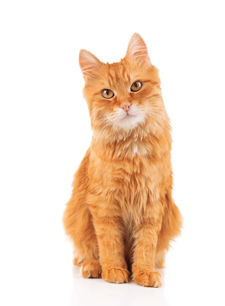 Retrato de gato vermelho isolado em branco — Fotografia de Stock