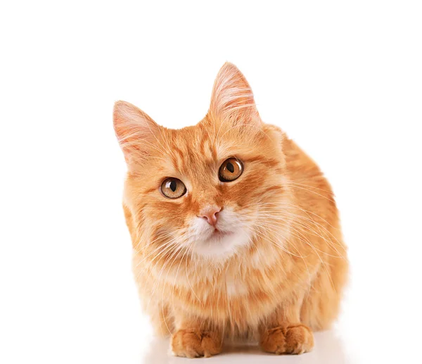 Portrait of red cat isolated on white — Stock Photo, Image