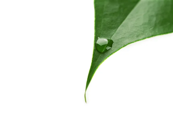 Green leaf with droplets isolated on white — Stock Photo, Image
