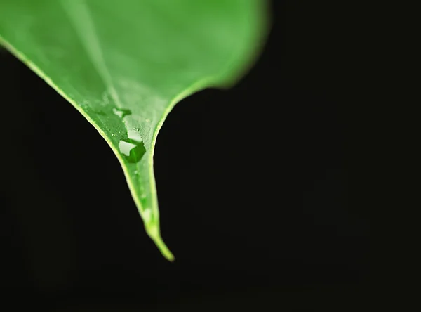 Folha verde com gotículas no fundo escuro — Fotografia de Stock
