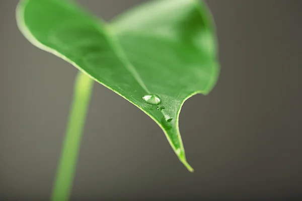 Folha verde com gotículas no fundo cinza — Fotografia de Stock