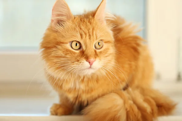 Красная кошка на подоконнике — стоковое фото