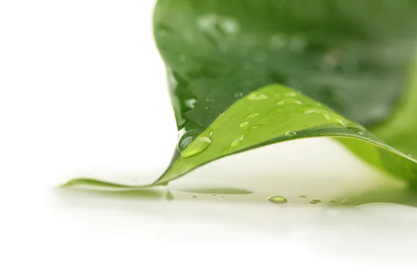 Зеленый лист с капельками, изолированными на белом — стоковое фото