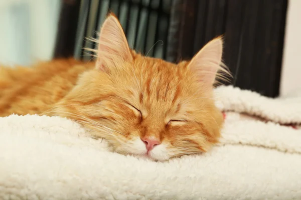 Gato rojo descansando en interiores — Foto de Stock