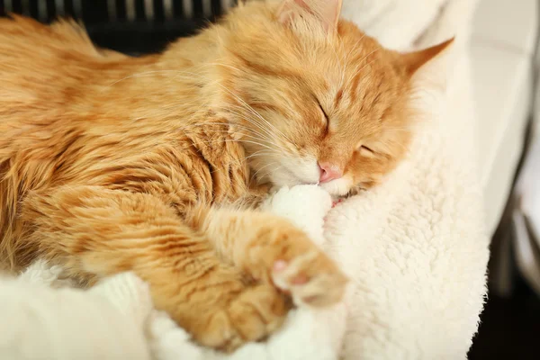 Gato vermelho descansando dentro de casa — Fotografia de Stock