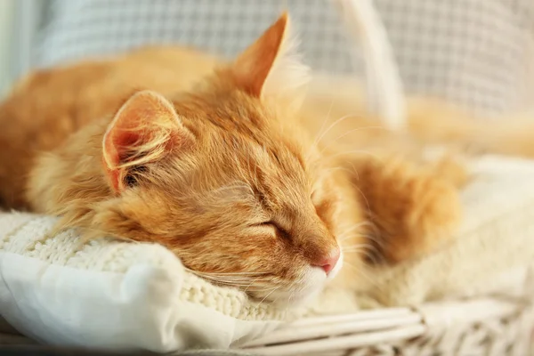 Red cat resting indoors — Stock Photo, Image