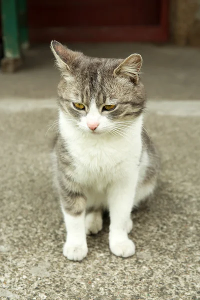 Симпатичная кошка на улице — стоковое фото