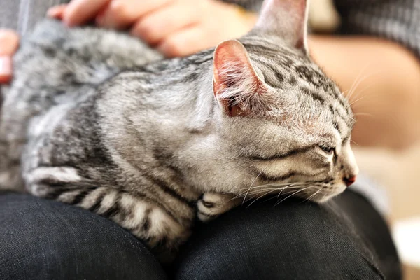 Kvinna med söt katt på nära håll — Stockfoto