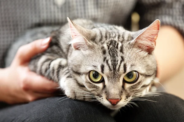 Kvinna med söt katt på nära håll — Stockfoto