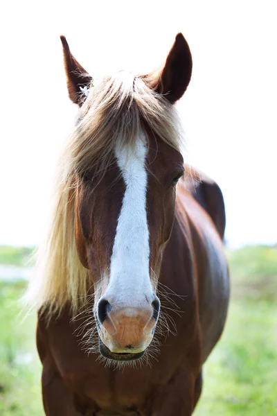 Schönes braunes Pferd weidet auf der Weide — Stockfoto