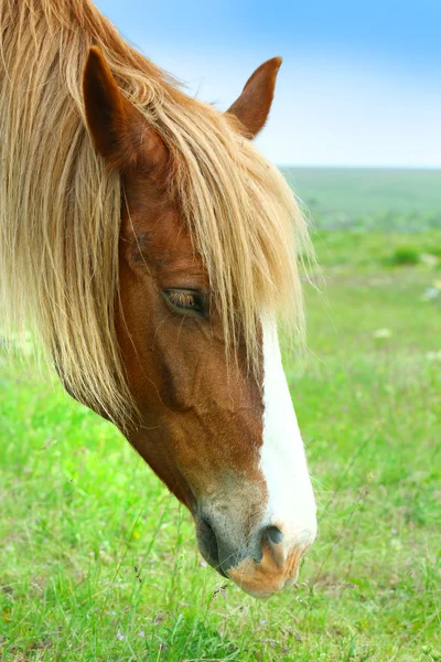 Gyönyörű barna ló a réten legelésző — Stock Fotó