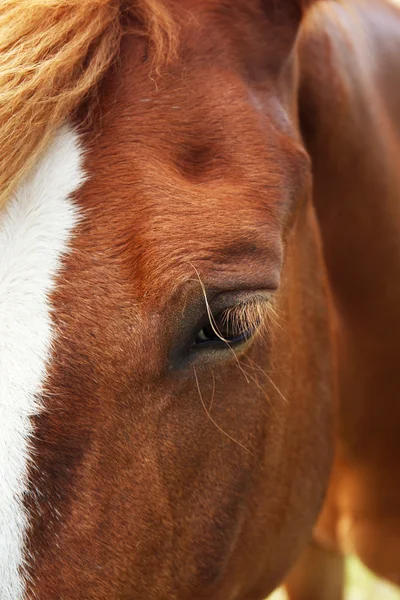 Portrait of beautiful brown horse, closeup — Stock Photo, Image