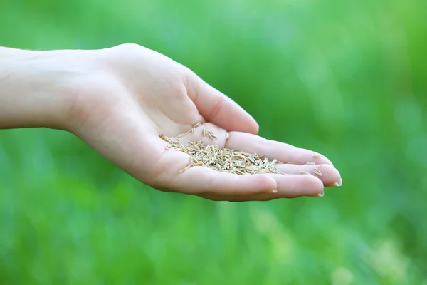 Grain de blé à la main féminine sur fond d'herbe verte — Photo