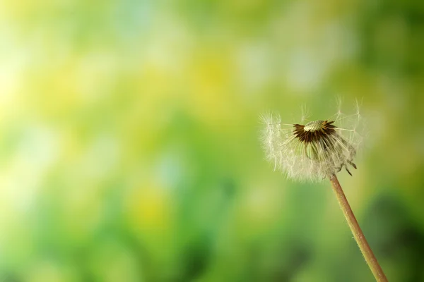 Blown dandelion on green blurred background — Stock Photo, Image