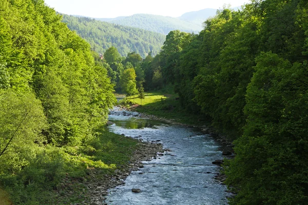Rivière de montagne qui coule à travers la forêt verte — Photo