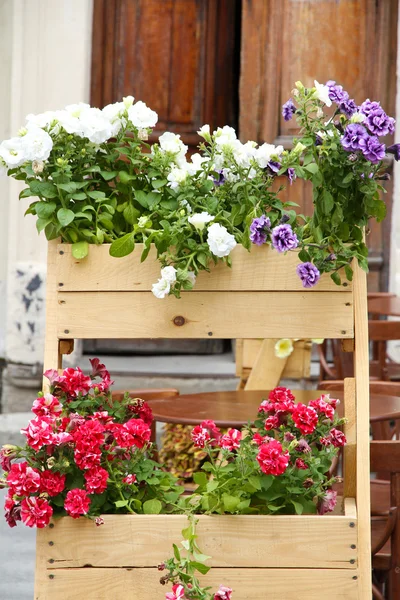 Beaux parterres de fleurs à l'extérieur — Photo