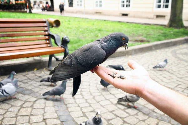Young man feed pigeons outdoors — Stock Photo, Image