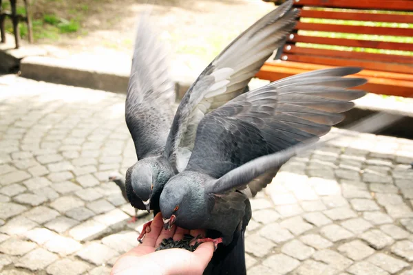 Young man feed pigeons outdoors — Stock Photo, Image