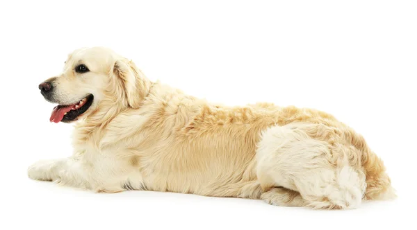 Cute labrador geïsoleerd op wit — Stockfoto