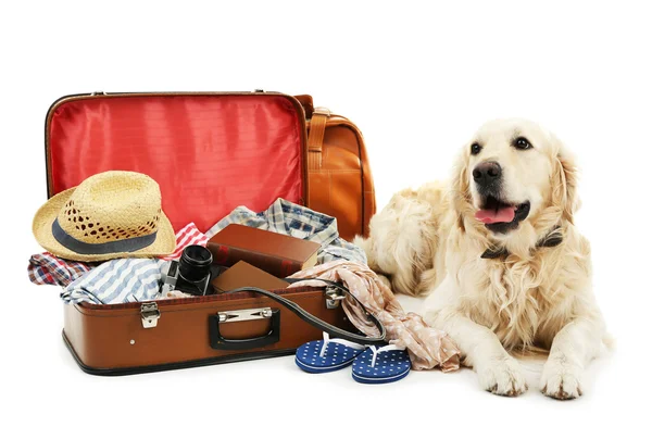 Lindo Labrador con maleta aislada en blanco —  Fotos de Stock