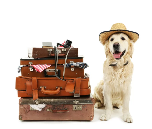 Lindo Labrador en sombrero con maletas aisladas en blanco — Foto de Stock