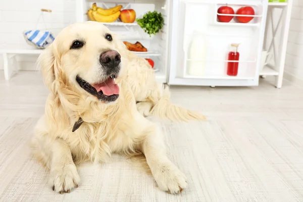 Cute Labrador near fridge in kitchen — Stock Photo, Image